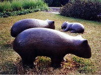 136-Wombats